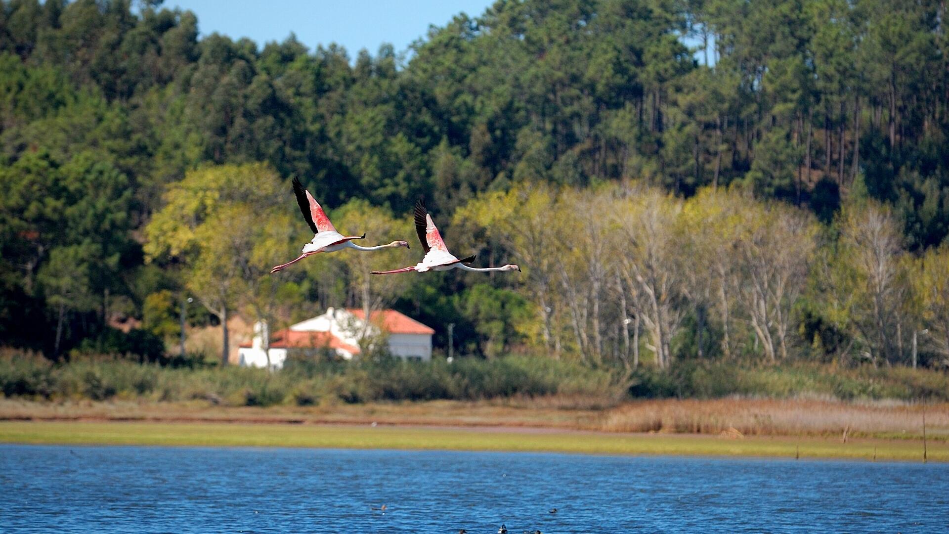 Lagoa de Óbidos