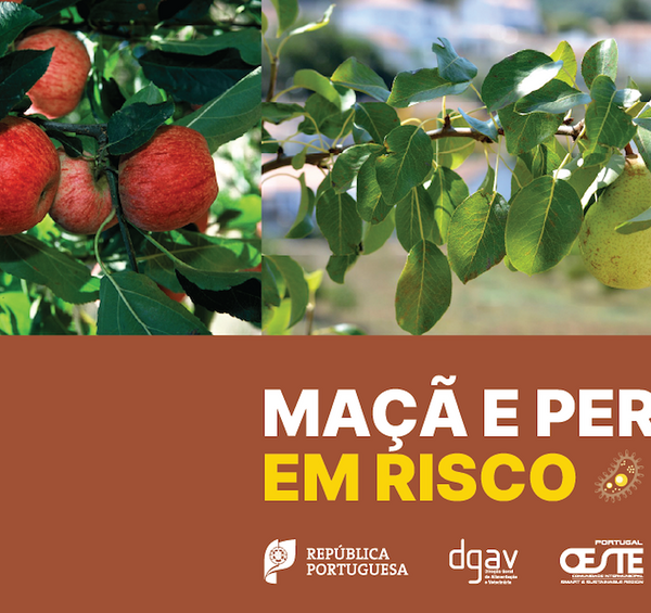 fogo_bacteriano