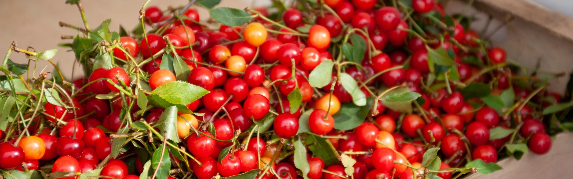 capa_ginja_fruta